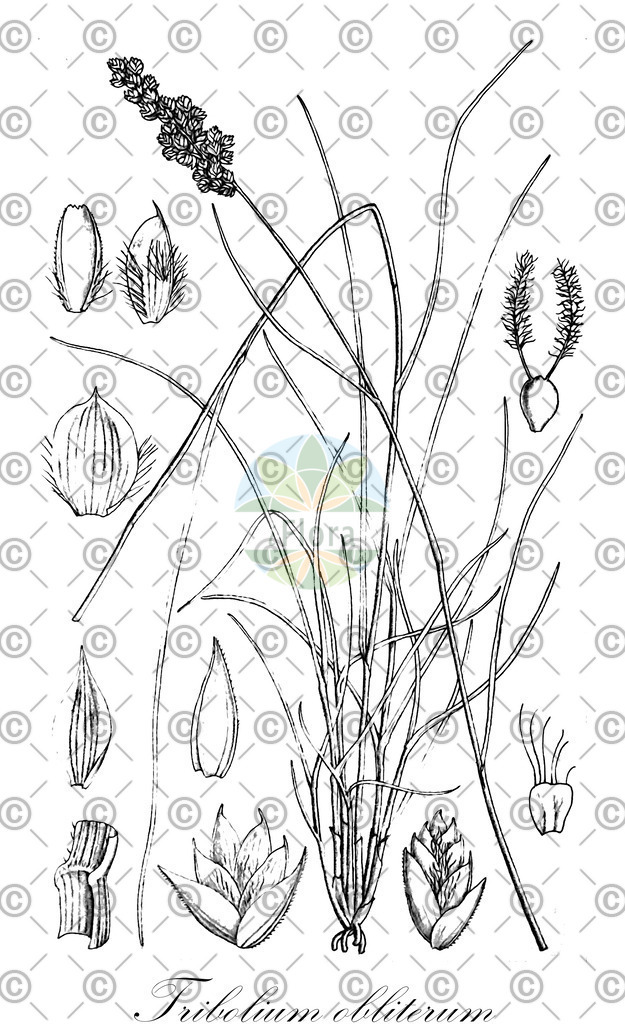 HistAbb_wfo-0001293011_1_ENZY_Simple | Historische Abbildung von Tribolium obliterum - Poaceae | Historical Illustration of Tribolium obliterum - Poaceae