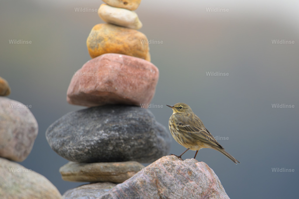 Wildlinse-241106-1 | Willkommen bei Wildlinse. Wildtierfotografien aus Schleswig-Holstein: Entdecke einzigartige Fine-Art-Prints und Poster, die Ruhe, Wildnis und die Schönheit unserer heimischen Tierwelt in dein Zuhause bringen. - Realisiert mit Pictrs.com