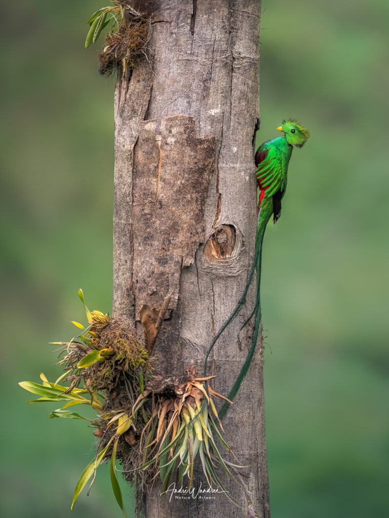 Quetzal am Nest (Hochformat) | Andre Wandrei - Nature Artworx - Realisiert mit Pictrs.com
