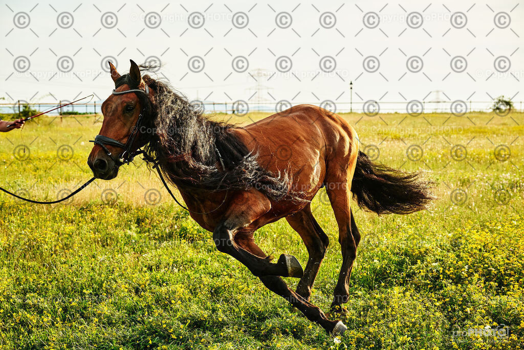 382_202406_Niki-Herodes_NZ9_0397 | proPHOTO - Realisiert mit Pictrs.com