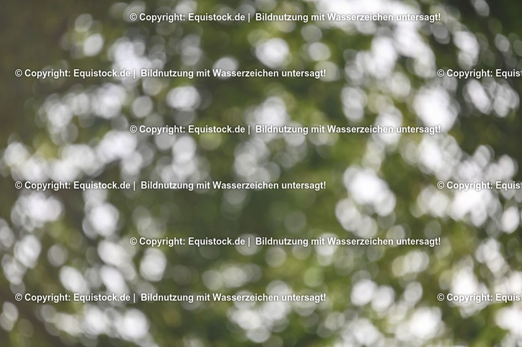 20230529_20_CSI4_Großer-Preis_0871 | equistock