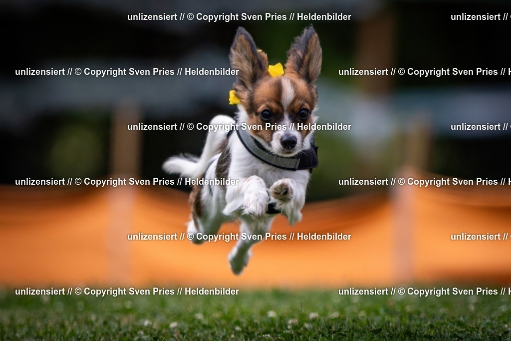 Sven Pries | 19. Allgemeines Hunderennen Karlsruhe Durlach - Realisiert mit Pictrs.com