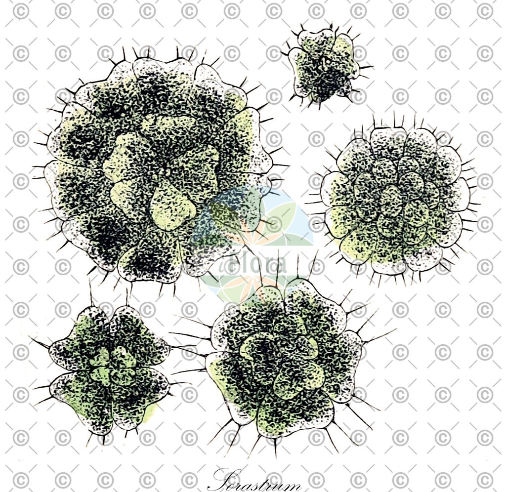 HistAbb_wfo-0001131659_1_ENZY_Simple | Historische Abbildung von Sorastrum - Hydrodictyaceae (0) | Historical Illustration of Sorastrum - Hydrodictyaceae (0)
