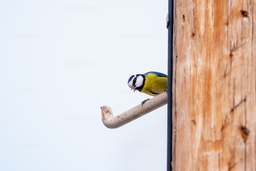 allesWIRTHgut Tierfotografie - allesWIRTHgut.de - 7IV09062 | Entdecke die faszinierende Welt der Natur- und Wildlife-Fotografie von Daniel und Bärbel. Inspirierende Bilder von wilden Tieren und kleinen Naturwundern.