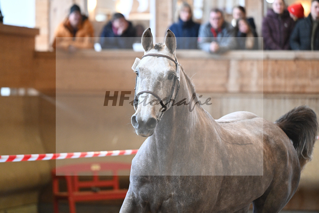 Kat-Nr. 47 Signorita v. Mattias_Lindner_16251082 | hf-fotografie - Realisiert mit Pictrs.com