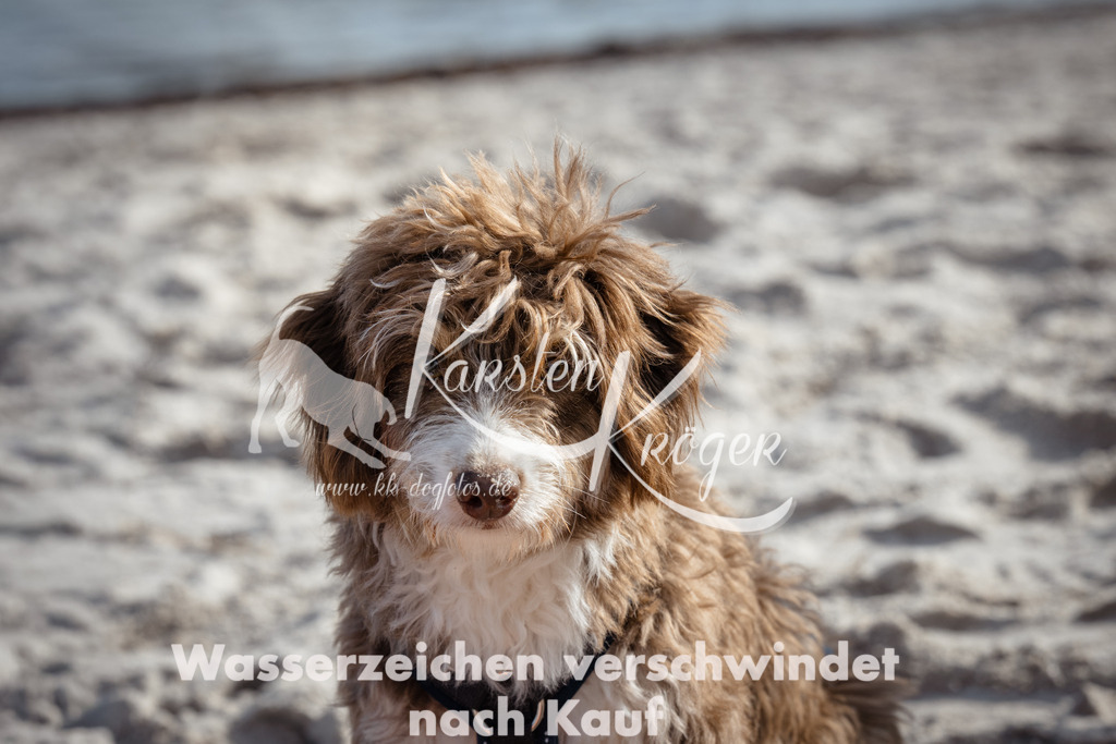 1302_ZZ90044 | kk-dogfotos