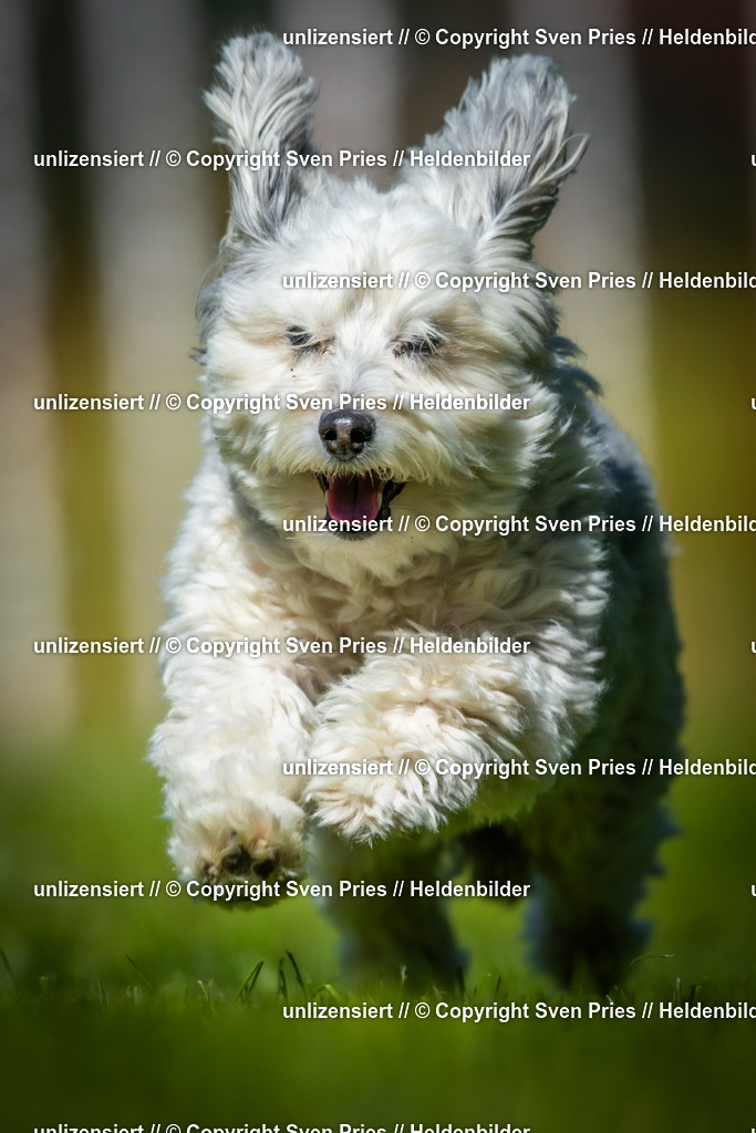 Hunderennen_April_2026_596 | 2026-04-26 - Hunderennen Baden-Oos April 2026 - Realisiert mit Pictrs.com