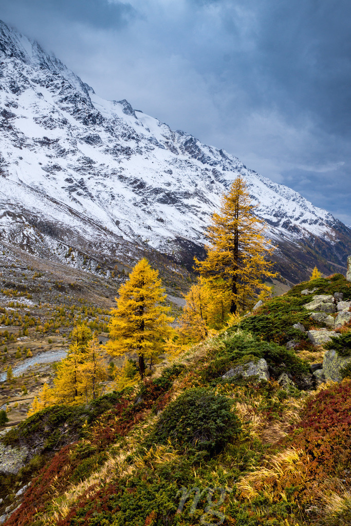 yellow larches in autumn in Lötschental, Valais | Die ideale Geschenkidee für Naturliebhaber. Naturbilder von Marcel Gross Photography für ihr Zuhause in den verschiedensten Formaten und Materialien. - Realisiert mit Pictrs.com