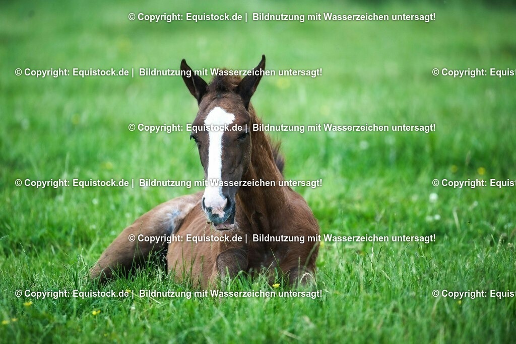 20210617_Fohlen_0373 | Foto: Thomas Hartig