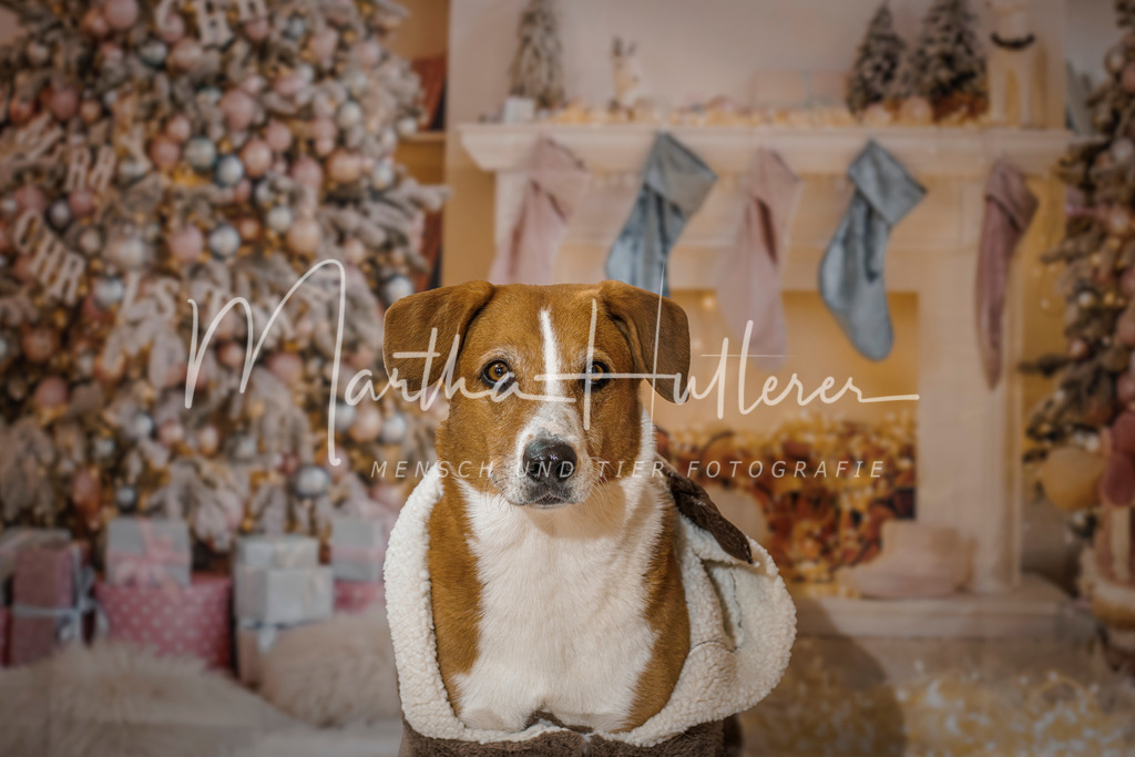 Weihnachts Minis  | Emotionale Mensch und Tier Fotografin. Aus Gösing am Wagram, zwischen Tulln und Krems an der Donau. 