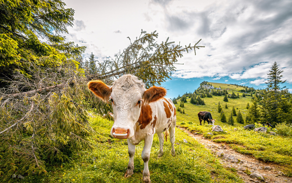 Ein braun-weiß geflecktes Kalb auf einer Bergwiese in einer Alpenlandschaft | Im Zentrum steht eine braun-weiß geflecktes Kalb auf einer grünen Bergwiese (Alm) neben einem Schotterweg. Im Hintergrund sind weitere Rinder, Nadelbäume, Berge und ein bewölkter Himmel zu sehen - Realisiert mit Pictrs.com