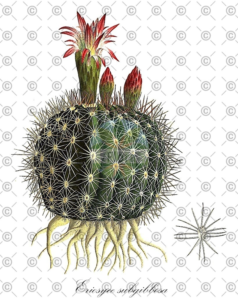 HistAbb_wfo-0000953754_1_ENZY_Simple | Historische Abbildung von Eriosyce subgibbosa - Cactaceae | Historical Illustration of Eriosyce subgibbosa - Cactaceae