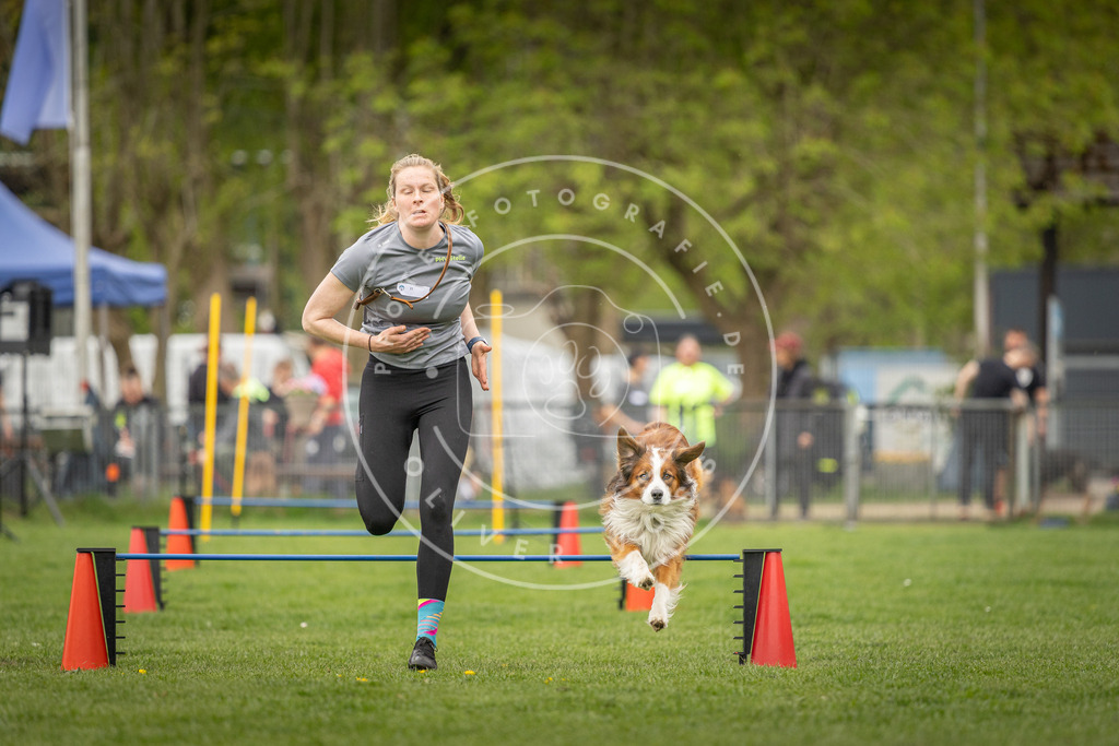 Pfotenfotografie_DV3A0497 | Hundefotografie, Tierfotograf, Pfotenfotografie, Fotoshooting Hund, Hunde Portrait, Hundesport, Hundeportraits, Heideshooting, Hunde, Sportfotograf, Hundefotograf, Turnierhundsport, THS,  - Realisiert mit Pictrs.com