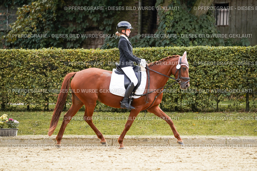 DSC01022 | Pferdegrafie