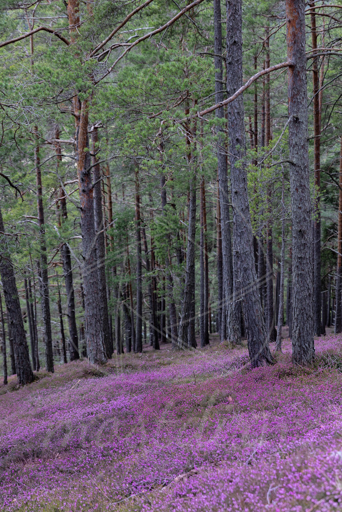 Erikablüte Steiermark | Ihre Fotografin im Lungau, ihre Fotografin im Mostviertel, Wandbilder Onlineshop, Imagefotos für Ihr Unternehmen,  - Realisiert mit Pictrs.com