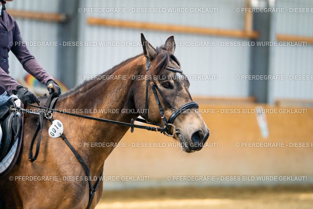 DSC01128 | Pferdegrafie