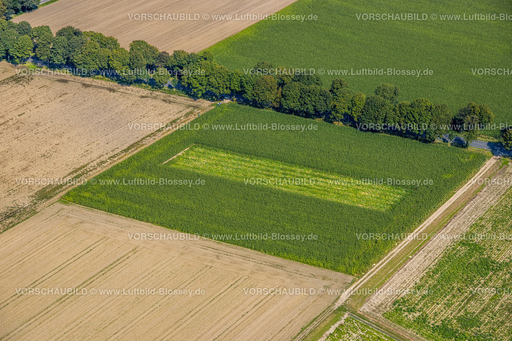 Gelsenkirchen240808250GE-Nord | Luftbild, Wiesen und Felder an der Böningstraße, gemähtes Wiesenstück, Formen und Farben, Resse, Gelsenkirchen, Ruhrgebiet, Nordrhein-Westfalen, Deutschland