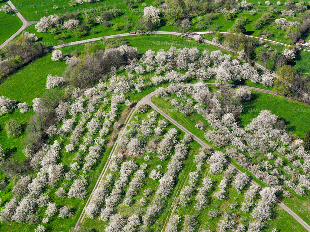 2504043 | blühende Obstbäume