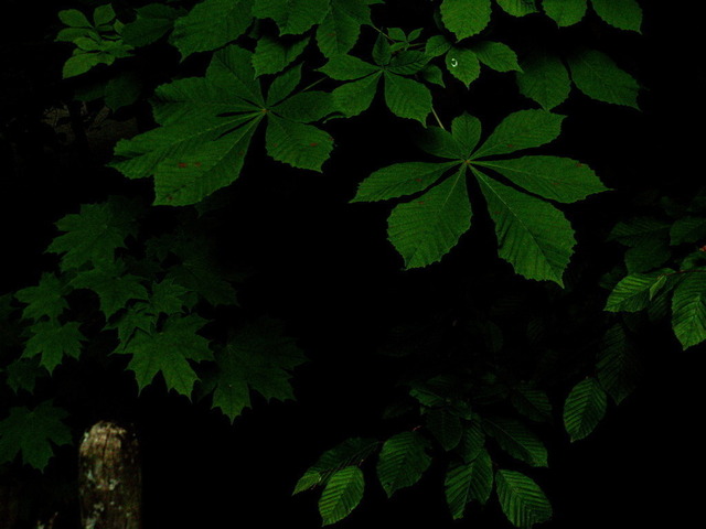 Laub im Waldschatten | Verkauf von Fotos und  Videoclips zumThema Natur.Motive sind Pflanzen, Tiere, Landschaftenund Wetter - Realisiert mit Pictrs.com