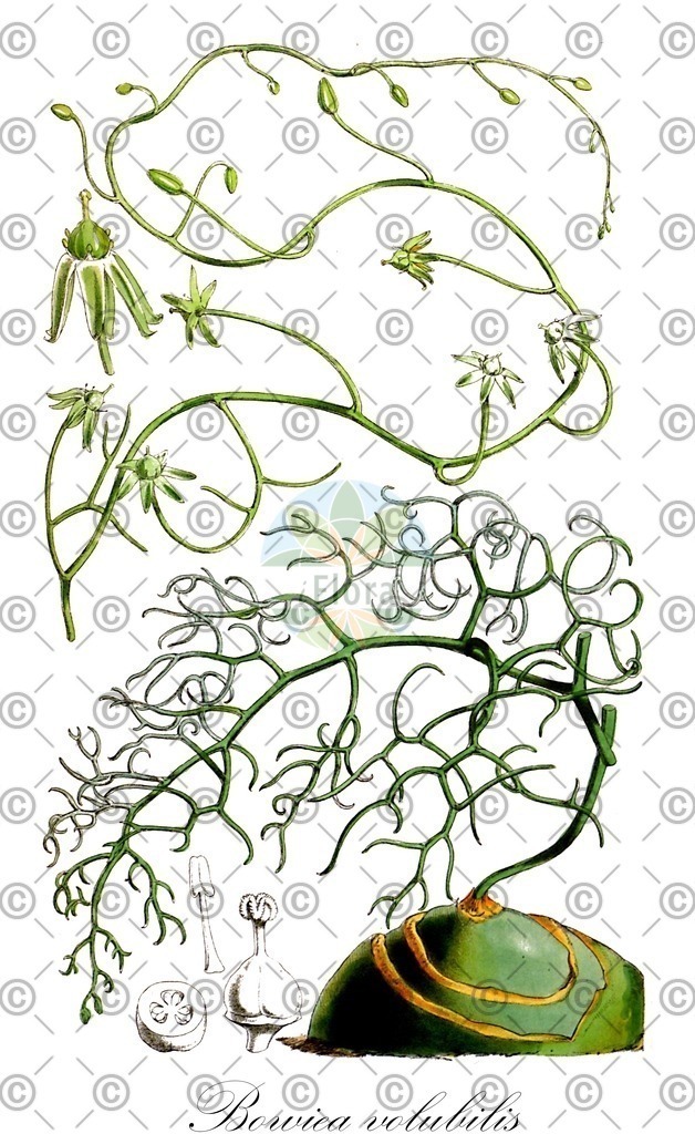 HistAbb_wfo-0000570080_1_ENZY_Simple | Historische Abbildung von Bowiea volubilis - Asparagaceae | Historical Illustration of Bowiea volubilis - Asparagaceae
