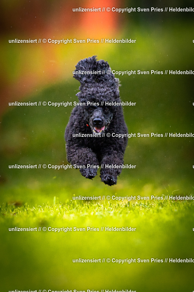 Sven Pries | 2025-09-21 - Hunderennen Baden-Oos - Realisiert mit Pictrs.com