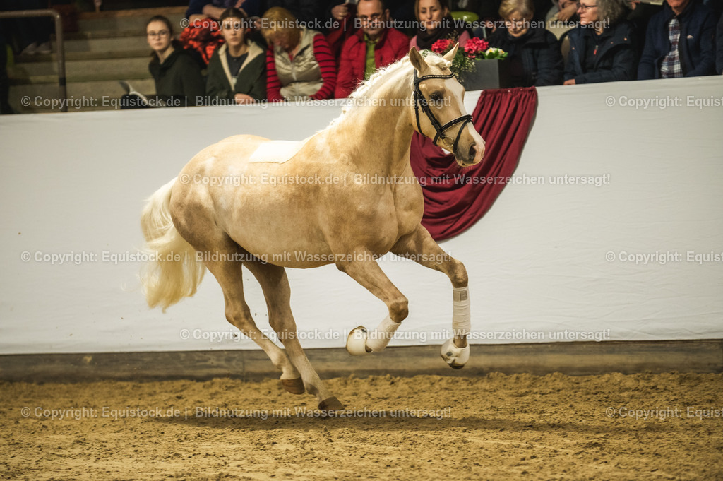 20240302_Hengstvorstellung_Marbach_TOMsPiC_0864 | equistock