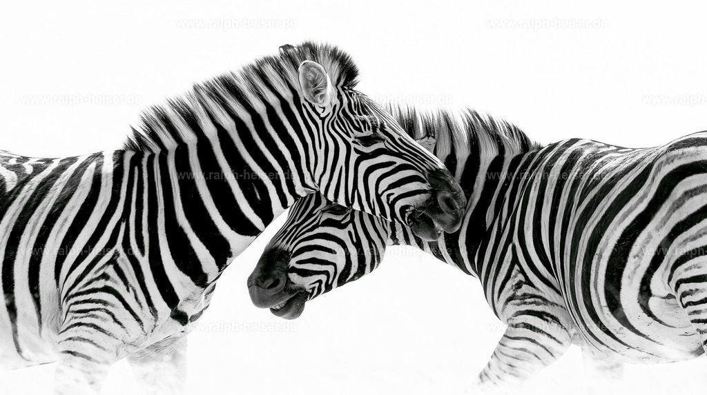 KI00101 | Wandbilder, Bilder, Fotograf in Marburg, Tierbilder, Wandfotos, Bilder Shop, Günstige Bilder, Schwarz-Weiß Bilder, Ralph Heiser
