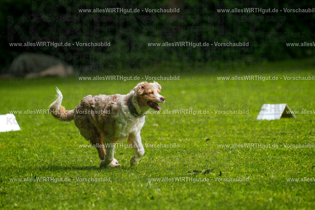@allesWIRTHgut_Tierfotografie - www.allesWIRTHgut.de - 7R502886 | Professionelle Tierfotografie in Mönchengladbach von Daniel Wirth (allesWIRTHgut). Liebevolle & natürliche Bilder von Hunden & Katzen für unvergessliche Erinnerungen.