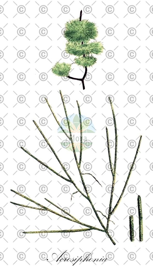 HistAbb_NJ4_1_ENZY_Simple | Historische Abbildung von Acrosiphonia - Ulotrichaceae (0) | Historical Illustration of Acrosiphonia - Ulotrichaceae (0)