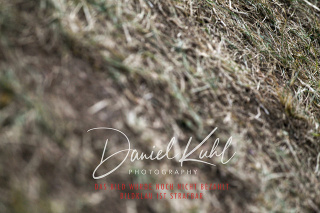 DKP41688 | Turnierfotos kaufen im Webshop von Daniel Kuhl Photography – entdecke professionelle Reitsportfotos aus Turnieren & Events. Hochwertige Turnierbilder online bestellen & sichern. Jetzt Fotos von Reitsportturnieren kaufen!