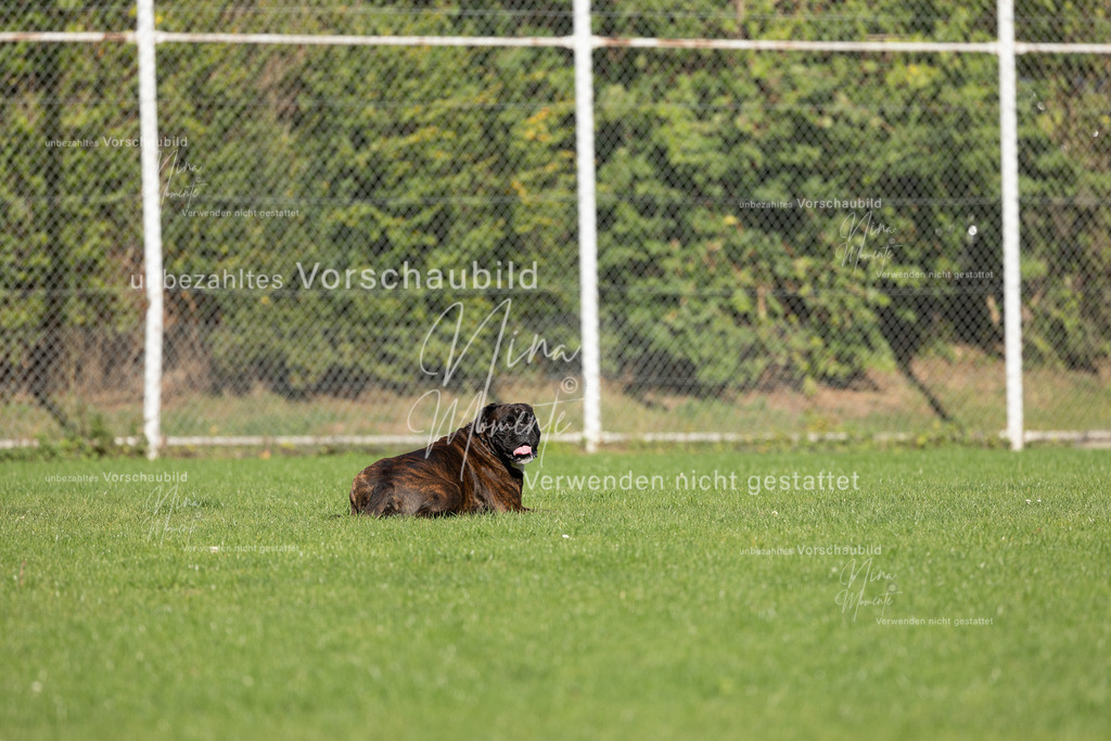 _16A5725 | Einzigartige Fotos von Hunden & Menschen –Actionfotos, Portraits, Vereinsaufnahmen & Paarshootings – authentisch, lebendig & mit Herz.
