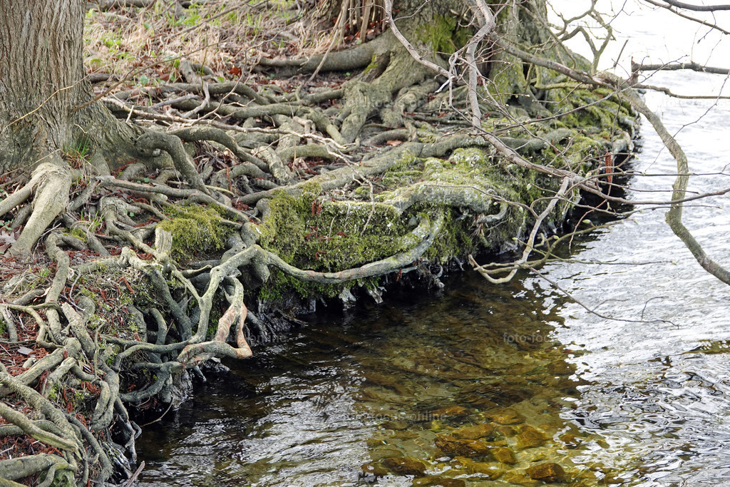 Smiling Lake_42 | Root network on the bank