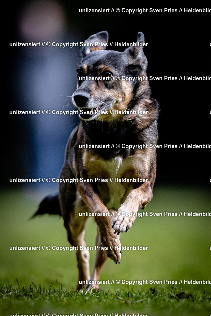 Sven Pries | 2025-10-03 - Hunderennen Obergrombach - Realisiert mit Pictrs.com