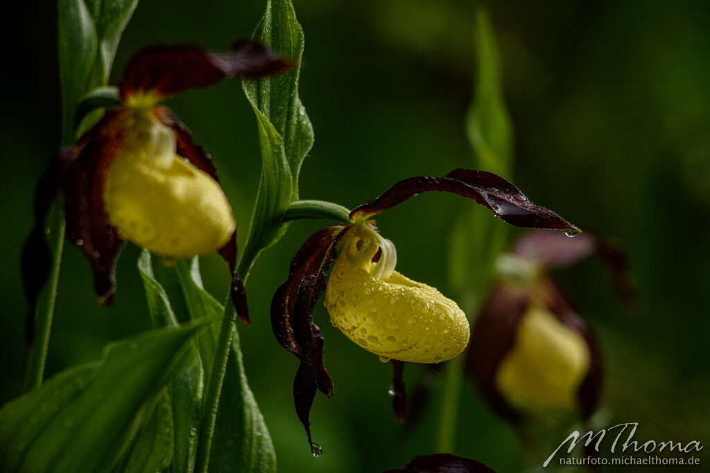 Frauenschuh-Trio | Dies ist der Online-Shop von naturfoto.michaelthoma.de. Ich bin leidenschaftlicher Naturfotograf und fotografiere von der Andromedagalaxie bis zum Zwergtaucher, von der Ameise bis zum Orionnebel alles was mit Natur zu tun hat. Hier kann eine Auswahl meine - Realisiert mit Pictrs.com