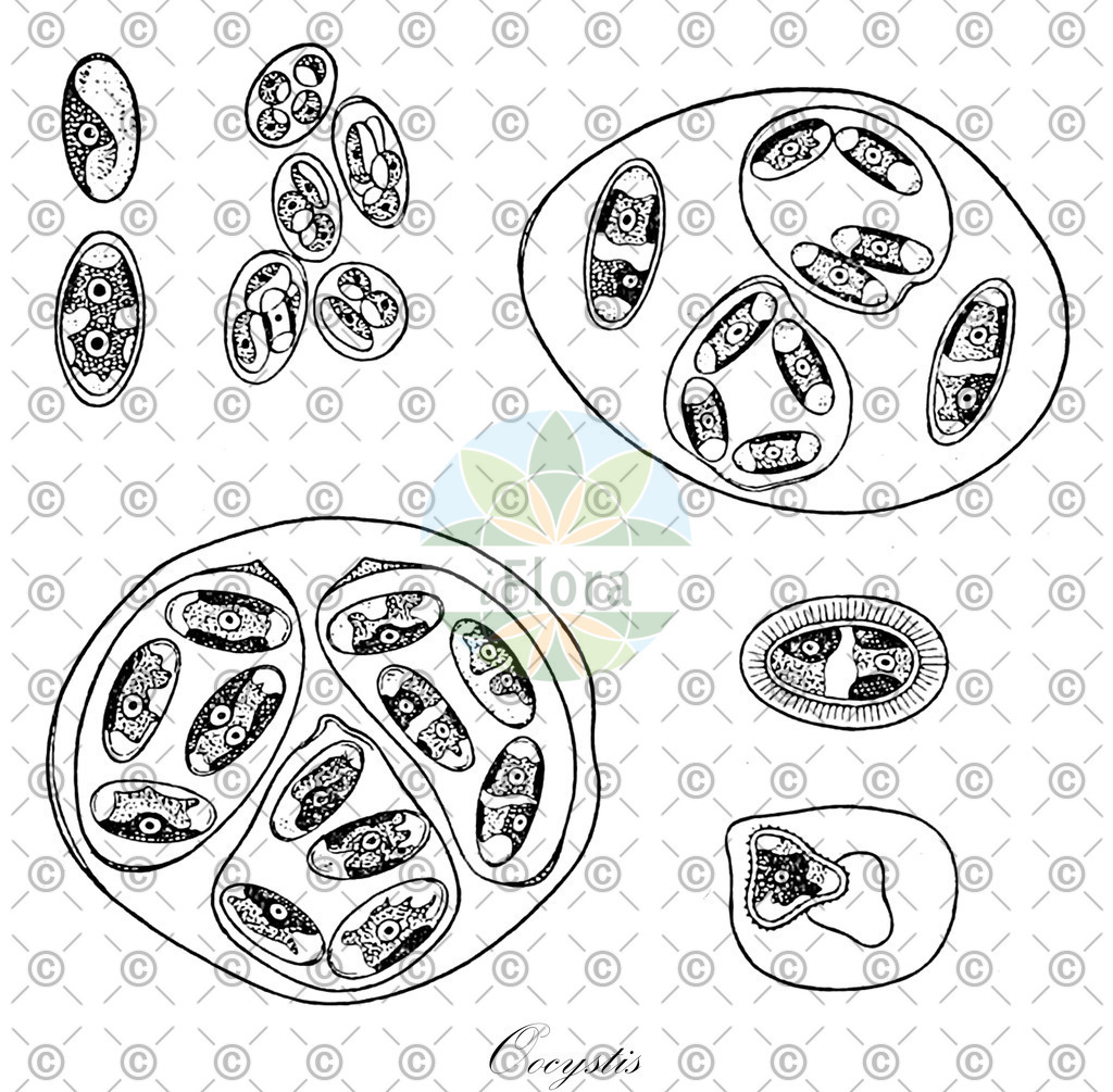 HistAbb_wfo-0001297311_1_ENZY_Simple | Historische Abbildung von Oocystis - Oocystaceae (0) | Historical Illustration of Oocystis - Oocystaceae (0)
