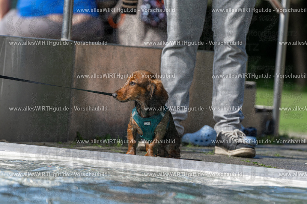 Hundeschwimmen_Volksbad_2026-allesWIRTHgut_Tierfotografie-2609061416-FAY06935 | Professionelle Tierfotografie in Mönchengladbach von Daniel Wirth (allesWIRTHgut). Liebevolle & natürliche Bilder von Hunden & Katzen für unvergessliche Erinnerungen.
