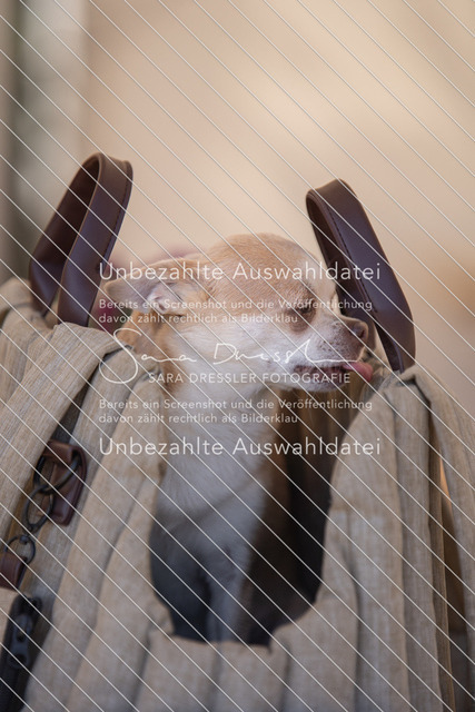 LR261_SD_06391 | saradresslerfotografie - Realisiert mit Pictrs.com