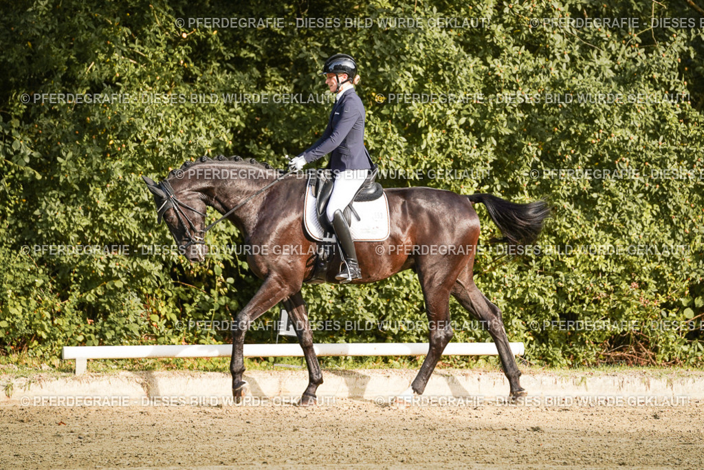 DSC04583 | Pferdegrafie