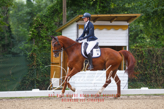 DKP41904 | Turniersportfotografie; Pferdefotografie; Dressurfotografie