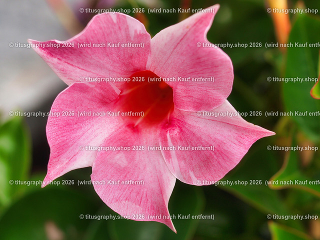 titusgraphy-P6100542_var-148 | Fotokunstarbeit aus der INSTAGRAM-Gallerie auf titusgraphy.eu - Realisiert mit Pictrs.com