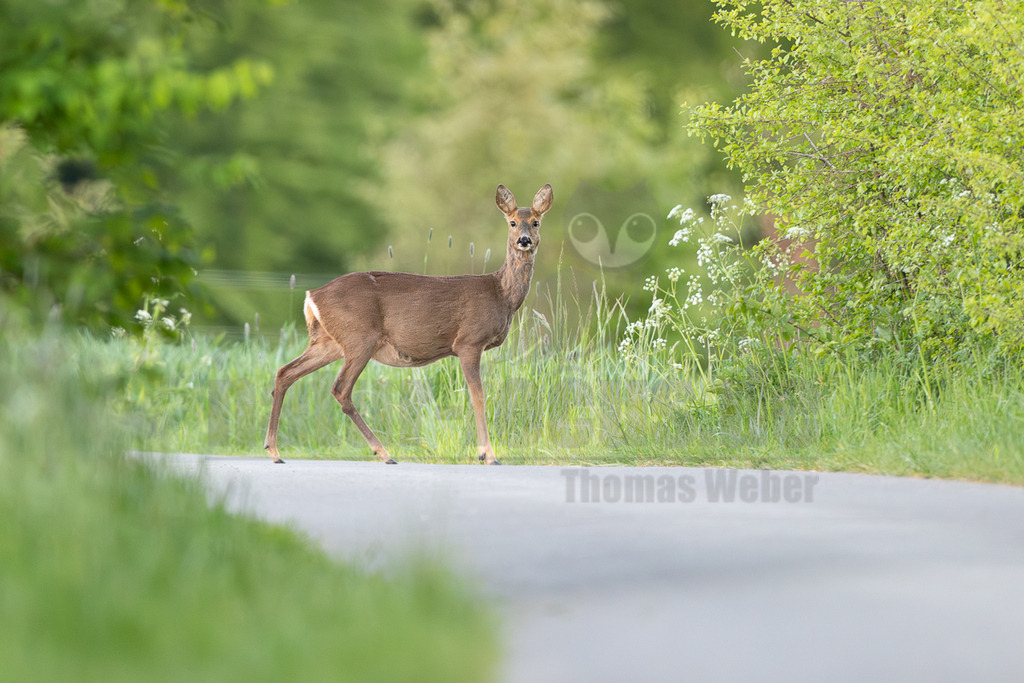 R6M38256_20260501 | Ein weibliches Reh (Capreolus capreolus) steht auf einer schmalen, asphaltierten Straße, die von üppigem grünem Gras, Sträuchern und Bäumen gesäumt ist. Im Vordergrund und Hintergrund ist die Vegetation unscharf, was das Reh in den Fokus rückt. Das Tier blickt aufmerksam und direkt in die Kamera. - Realisiert mit Pictrs.com