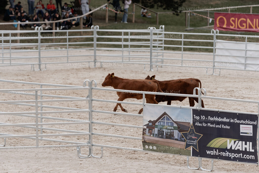 WE__Stoib_Rinder_PI2025_3109 | Pferd International München 2025