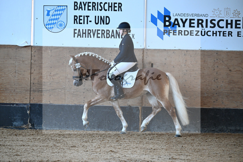 Kat-Nr. 8 Simba L v. Sonnenkoenig-Gold_Kappelsberger_43250214 | hf-fotografie - Realisiert mit Pictrs.com