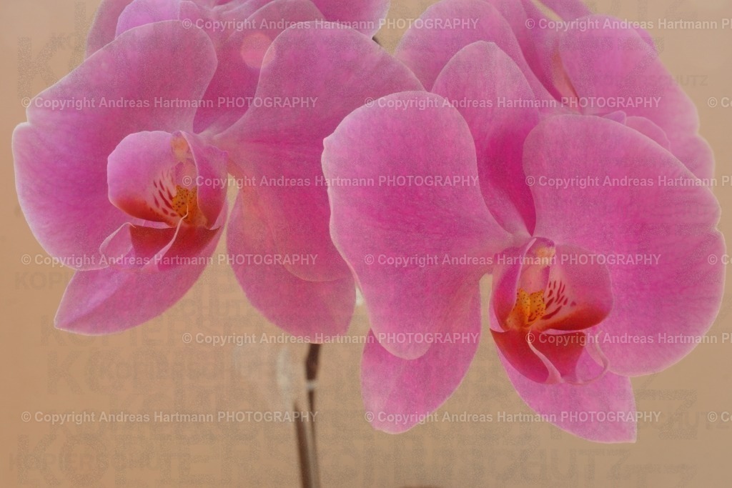 Orchidee | Orchidee - Realisiert mit Pictrs.com