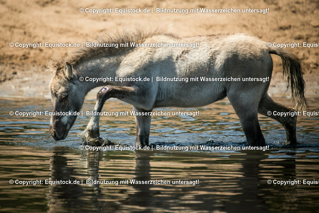 20150711_TOMsPiC_0200 | equistock