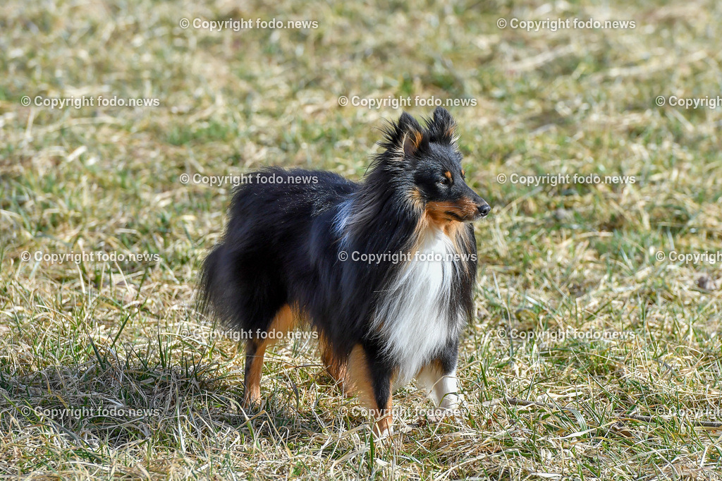Hund_ Hunde_ Freilaufflaeche_ 20.02.2022-6 | 20.02.2022, Linz, AUT, Hund, Hunde, Themenbild, im Bild Hund, Hunde, spazieren, Freilaufzone, Spazierweg, Arrigo und Luigi