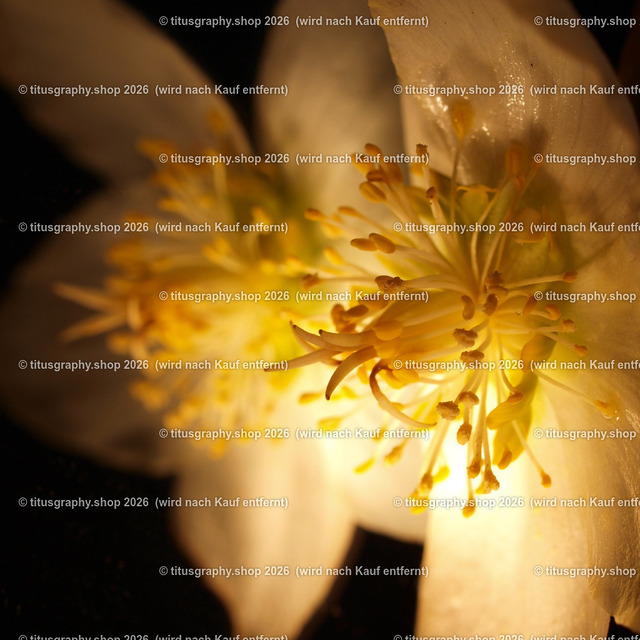 P3095157_edited | Fotokunstarbeit aus der INSTAGRAM-Gallerie auf titusgraphy.eu - Realisiert mit Pictrs.com