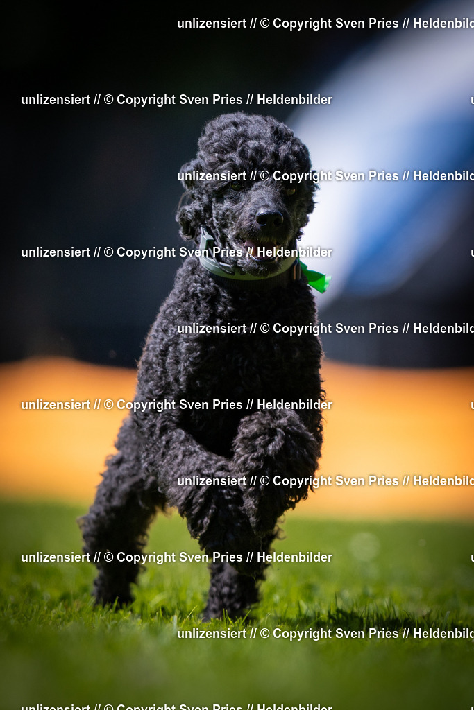 Sven Pries | 2025-08-10 - Hunderennen Durlach - Realisiert mit Pictrs.com