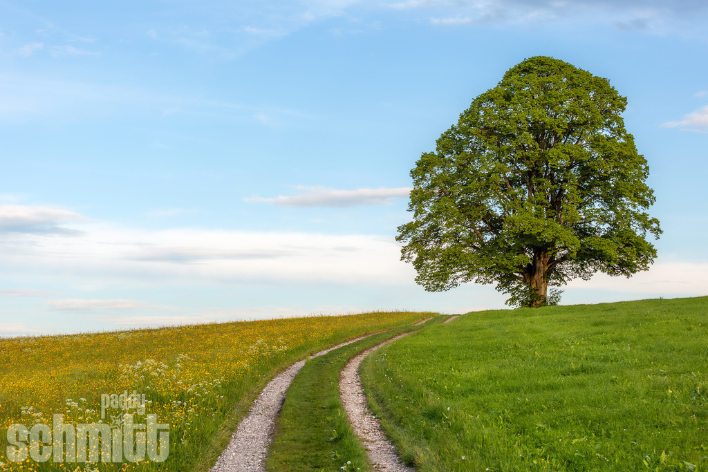 PS-Wege-2026-1 | Entdecke die größte Bildgalerie der Region mit Fotografien aus dem Allgäu, der Bodenseeregion, Oberschwaben, dem Donautal und der Schwäbischen Alb. Landschaften, Luftaufnahmen und Reisefotografie als Wandbild und Fotokunst. - Realisiert mit Pictrs.com