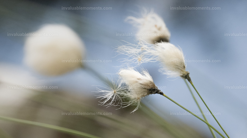 DSC_3372 | invaluablemoments.com - Realisiert mit Pictrs.com